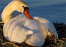 Mute Swan